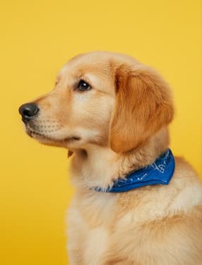 Woof