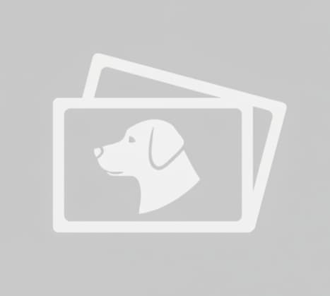 dog placeholder